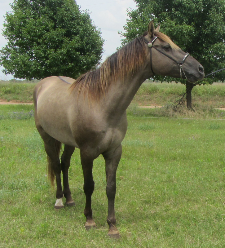 rocky mountain horse stallion
