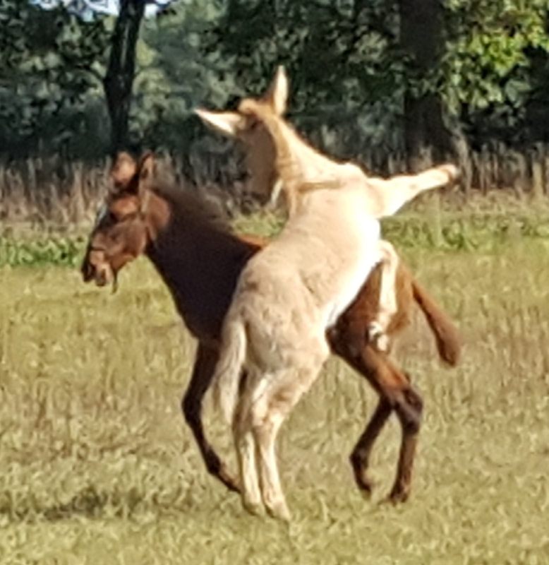 baby mules for sale